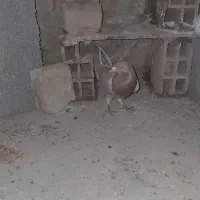 یک زرده ماده|پرنده|بجنورد, |دیوار