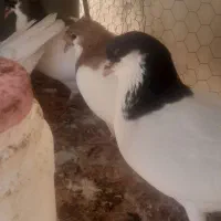 کبوتر
