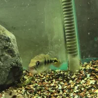 دو عدد پیکاک اسلاریس و یه دراگون خالص|ماهی|خرمآباد, |دیوار