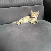 واگذاری بچه گربه
