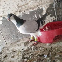 کاغذی خطی ماده عتیقه وبدرنگ ماده هردو گرفتنی|پرنده|قزوین, |دیوار