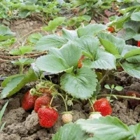 توت فرنگی چهار فصل