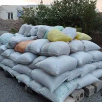 شلتوک برنج