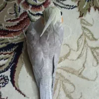 عروس هلندی