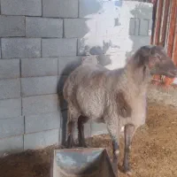 بره قوچ تازه دندان عوض کرده