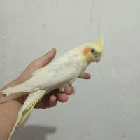 طوطی عروس دارم معاوضه می کنم با قناری نر