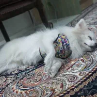 پامر|سگ|شاهین‌شهر, خبرنگار|دیوار