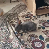 بچه خرگوش بغلی وآروم|موش و خرگوش|بانه, |دیوار