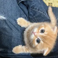 واگذاری گربه اسکاتیش بریتیش ماده|گربه|نوشهر, |دیوار