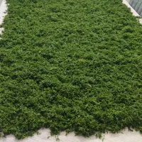 نظافت مناازل بازسازی شده و مبله و محیط اداری و...