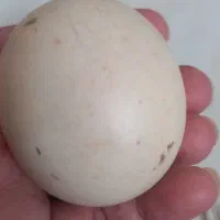 سنگ آسیاب فروشی با شهاب سنگ|جواهرات|تهران, افسریه جنوبی|دیوار