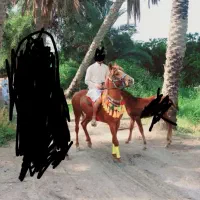 اسب حمدانی چهارساله|اسب و تجهیزات اسبسواری|شوشتر, |دیوار