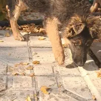 ژرمن|سگ|قزوین, |دیوار