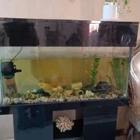 اکواریوم ماهی|ماهی|تهران, شهرک دانشگاه|دیوار