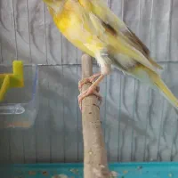 قناری ماده آماده کشیده