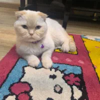 گربه نر اسکاتیش دبل فولد چاکلت پوینت