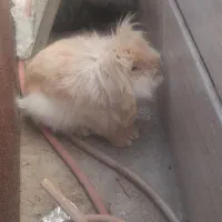 خرگوش پشمالو