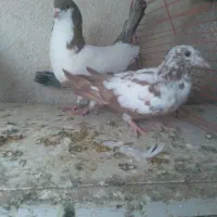 ۵ تا حیوون رنگی و سالم|پرنده|شاهرود, |دیوار