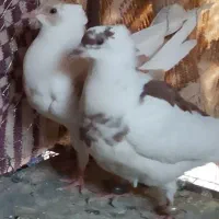 کفتر رنگه|پرنده|آیسک, |دیوار