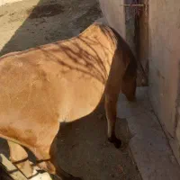 اسب نریان|اسب و تجهیزات اسبسواری|بشاریات, |دیوار