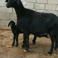 گوسفند