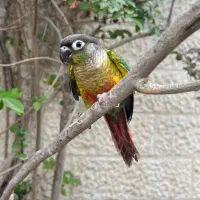 اناناسی و یلوساید کوتوله برزیلی