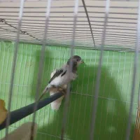 قناری نروماده|پرنده|مشهد, شهرک امام هادی (شهرک غرب)|دیوار