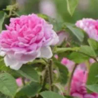 گل محمدی  تازه و سرحال  کیلو ۱۴۰