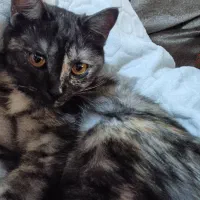 واگذاری|گربه|پاکدشت, پاکدشت (مامازند)|دیوار