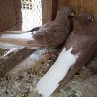 سینه سیاه سرخ دمسفید طوقی سرور|پرنده|قم, هنرستان|دیوار