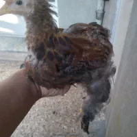 جوجه برهما خروس