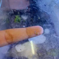 چند عدد بچه حلزون|خزنده|کاشان, شهرک ۲۲ بهمن|دیوار