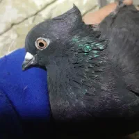 ۹تا کفتر