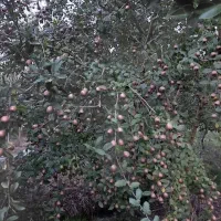 فروش ازگل بصورت عمده وکیلویی|عمدهفروشی|تهران, پرستار|دیوار