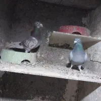 کبوتر فروشی