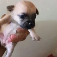 واگذاری توله اصیل پاگ