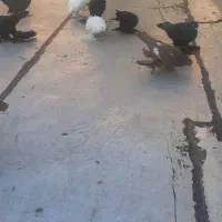 کبوتر|پرنده|تبریز, |دیوار