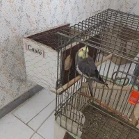 گمشده