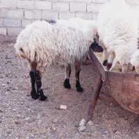 گوسفندوقوچ|حیوانات مزرعه|سربیشه, |دیوار