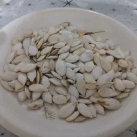 تخم کدو|عمده‌فروشی|شهرضا, |دیوار