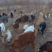 بزوبزغاله|حیوانات مزرعه|گیان, |دیوار