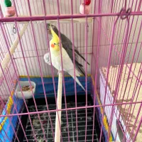 عروس هلندی|پرنده|بافت, |دیوار