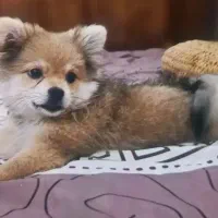 سگ پامر|حیوانات|بندرعباس, |دیوار