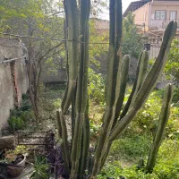 گل کاکتوس پریانوس