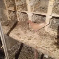 زرد دم سفیدماده|پرنده|دوگنبدان, |دیوار