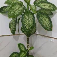 یک گل دیفن باخیا