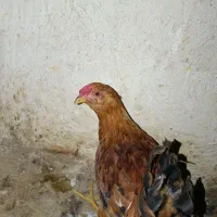 نیمچه و جوجه