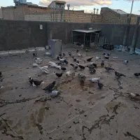 کبوتر از همه نژاد