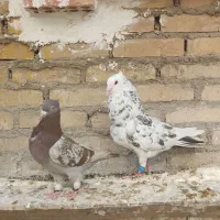یک جفت کوهی با ۲ عدد جوجه