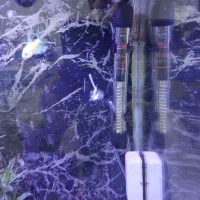 آکواریوم شرکتی ۵۰لیتری کامل|ماهی|هشتگرد, فاز ۱ مهستان|دیوار